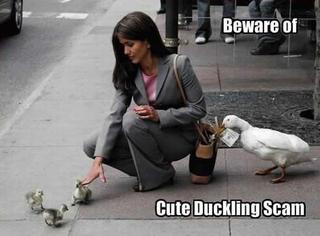 cute-duckling-scam